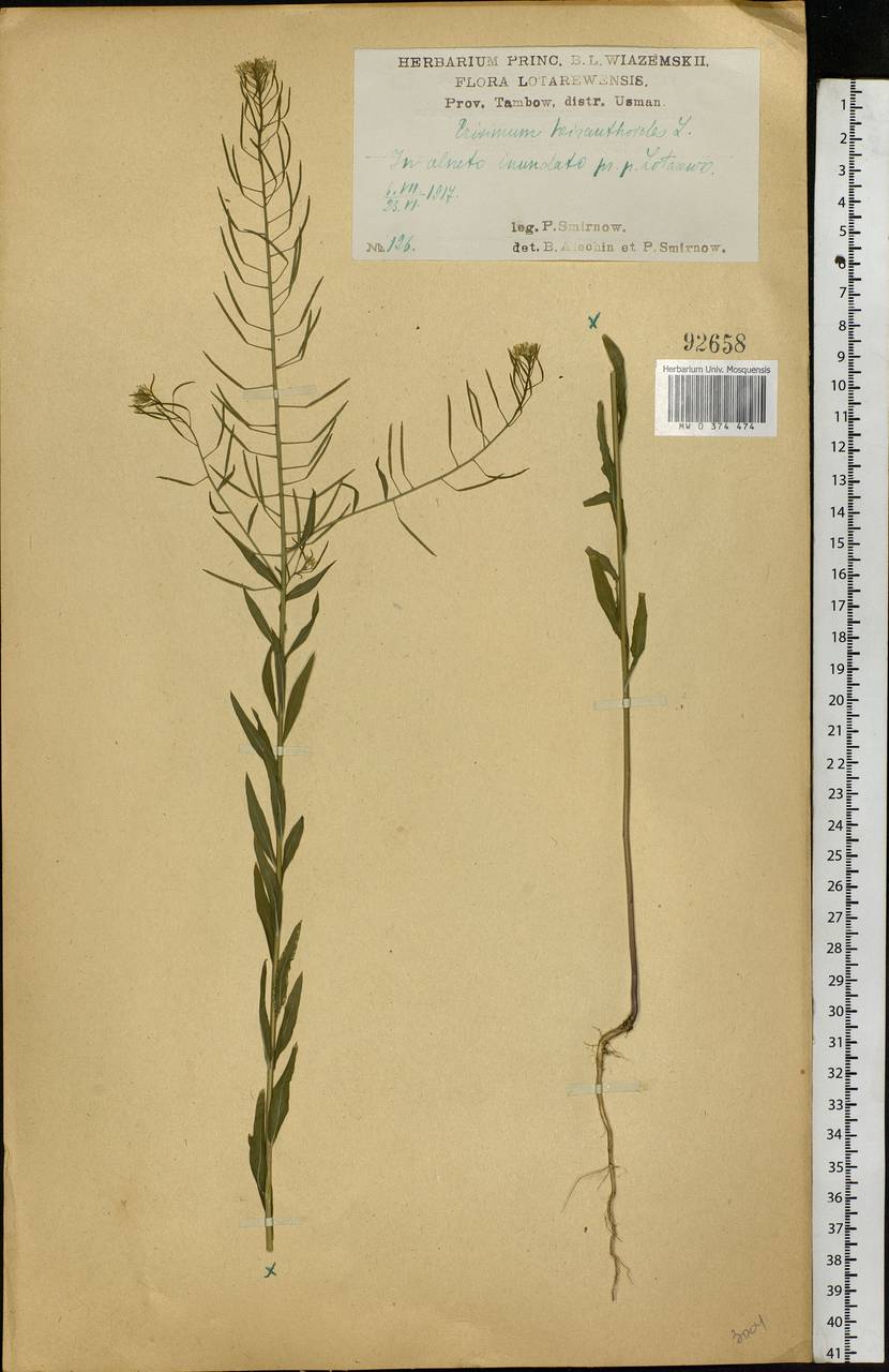 Erysimum cheiranthoides L., Eastern Europe, Central forest-and-steppe region (E6) (Russia)