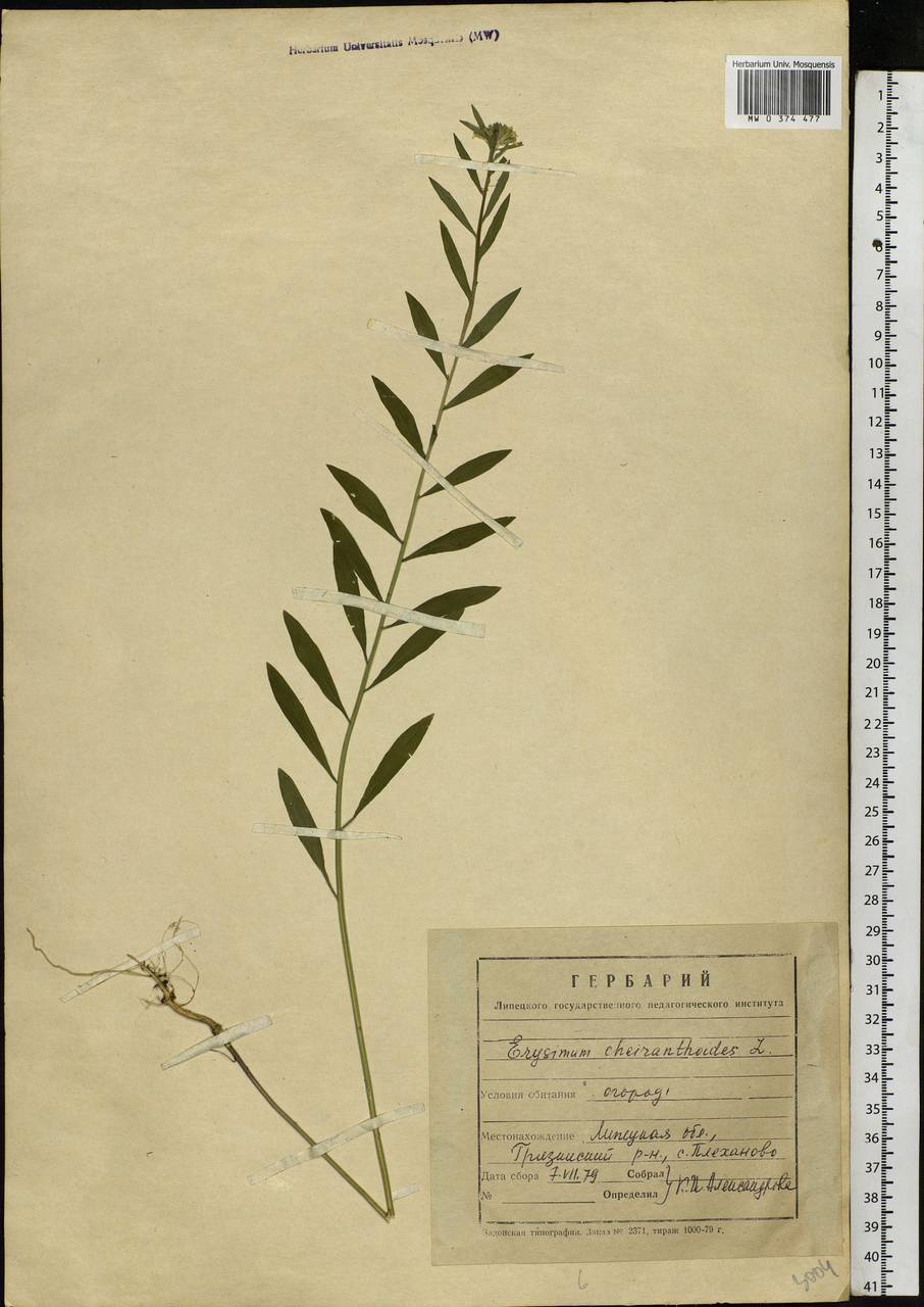 Erysimum cheiranthoides L., Eastern Europe, Central forest-and-steppe region (E6) (Russia)