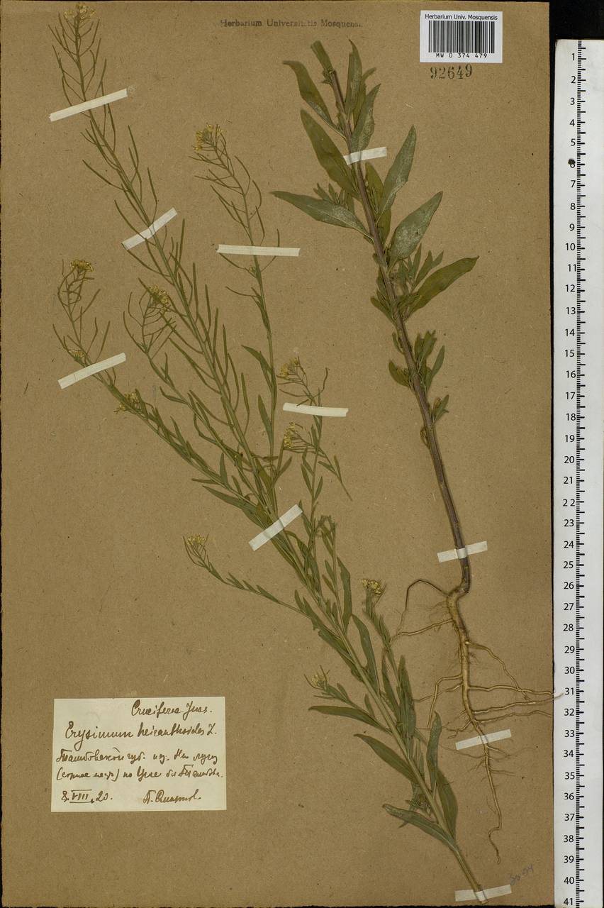 Erysimum cheiranthoides L., Eastern Europe, Central forest-and-steppe region (E6) (Russia)