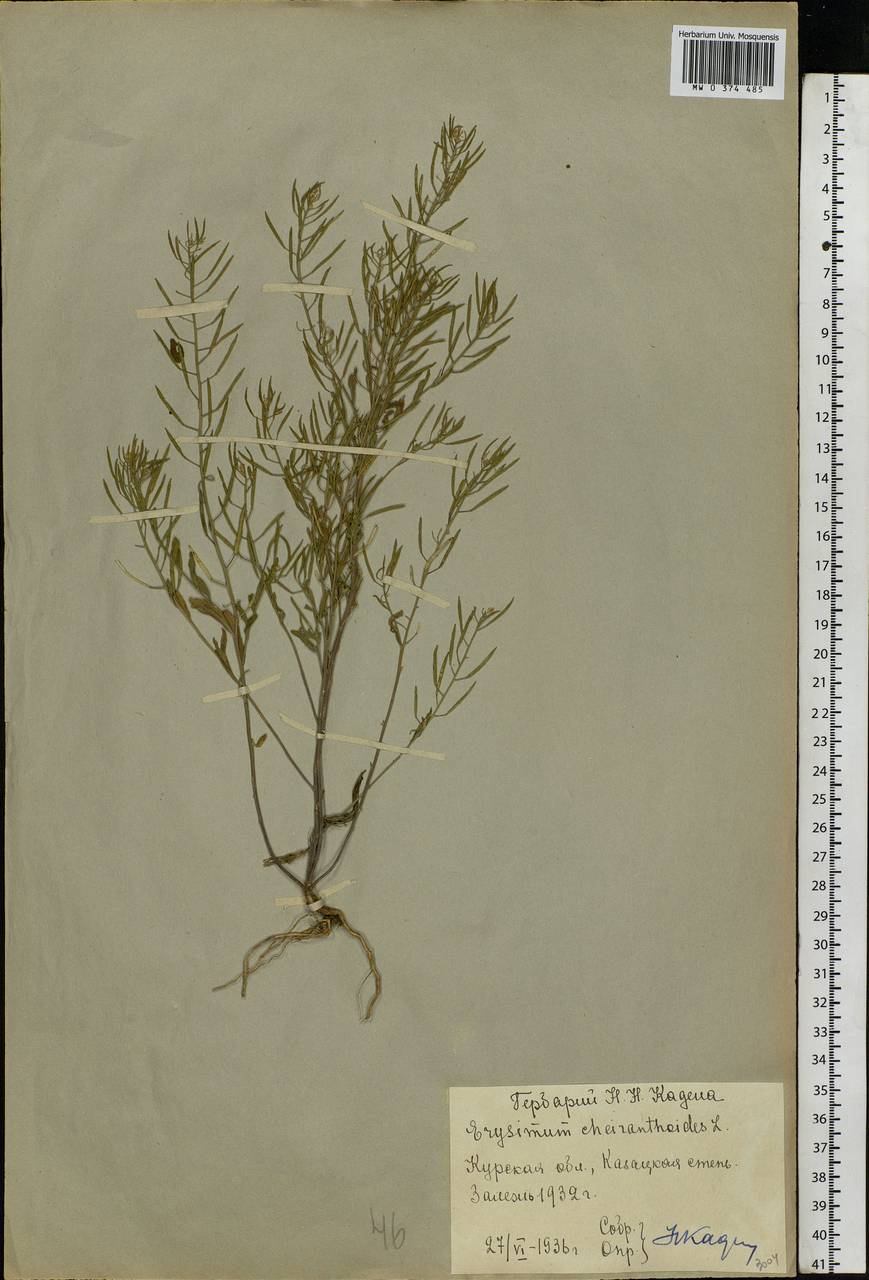 Erysimum cheiranthoides L., Eastern Europe, Central forest-and-steppe region (E6) (Russia)