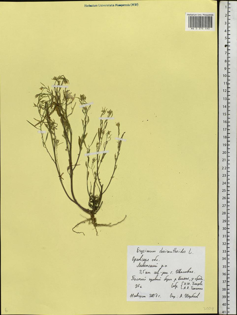 Erysimum cheiranthoides L., Eastern Europe, Central forest-and-steppe region (E6) (Russia)