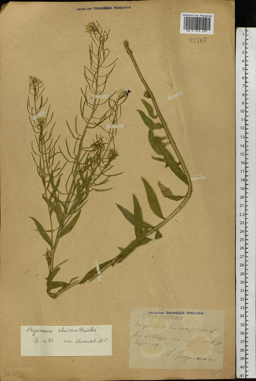 Erysimum cheiranthoides L., Eastern Europe, Central forest-and-steppe region (E6) (Russia)