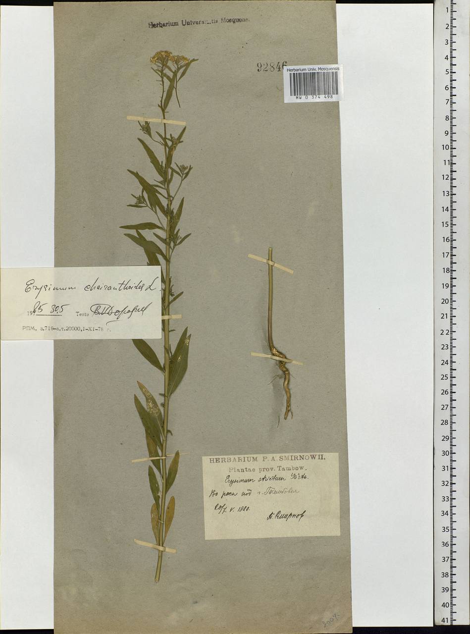 Erysimum cheiranthoides L., Eastern Europe, Central forest-and-steppe region (E6) (Russia)