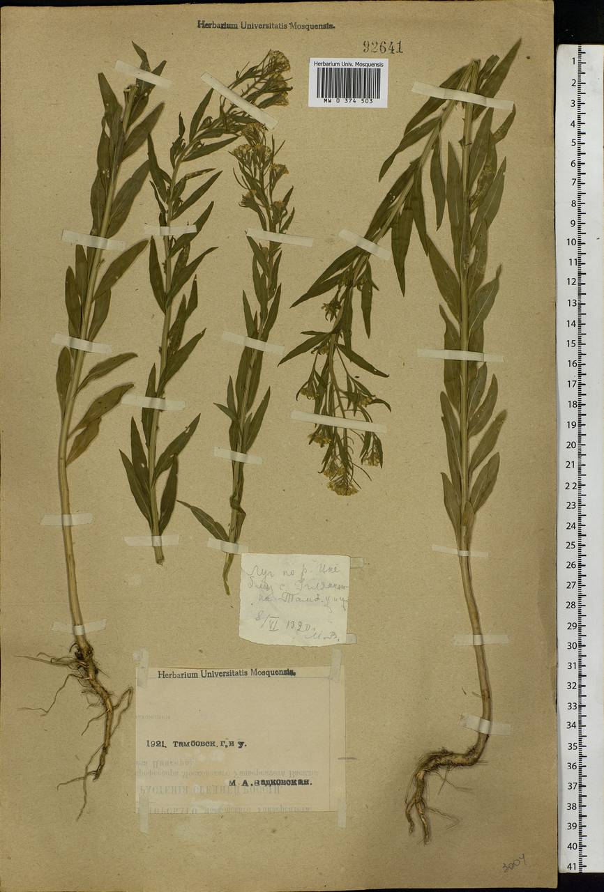 Erysimum cheiranthoides L., Eastern Europe, Central forest-and-steppe region (E6) (Russia)