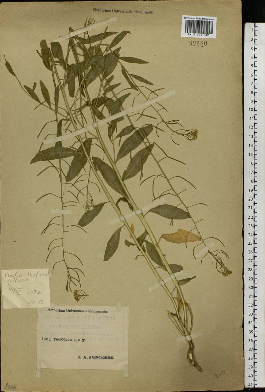 Erysimum cheiranthoides L., Eastern Europe, Central forest-and-steppe region (E6) (Russia)
