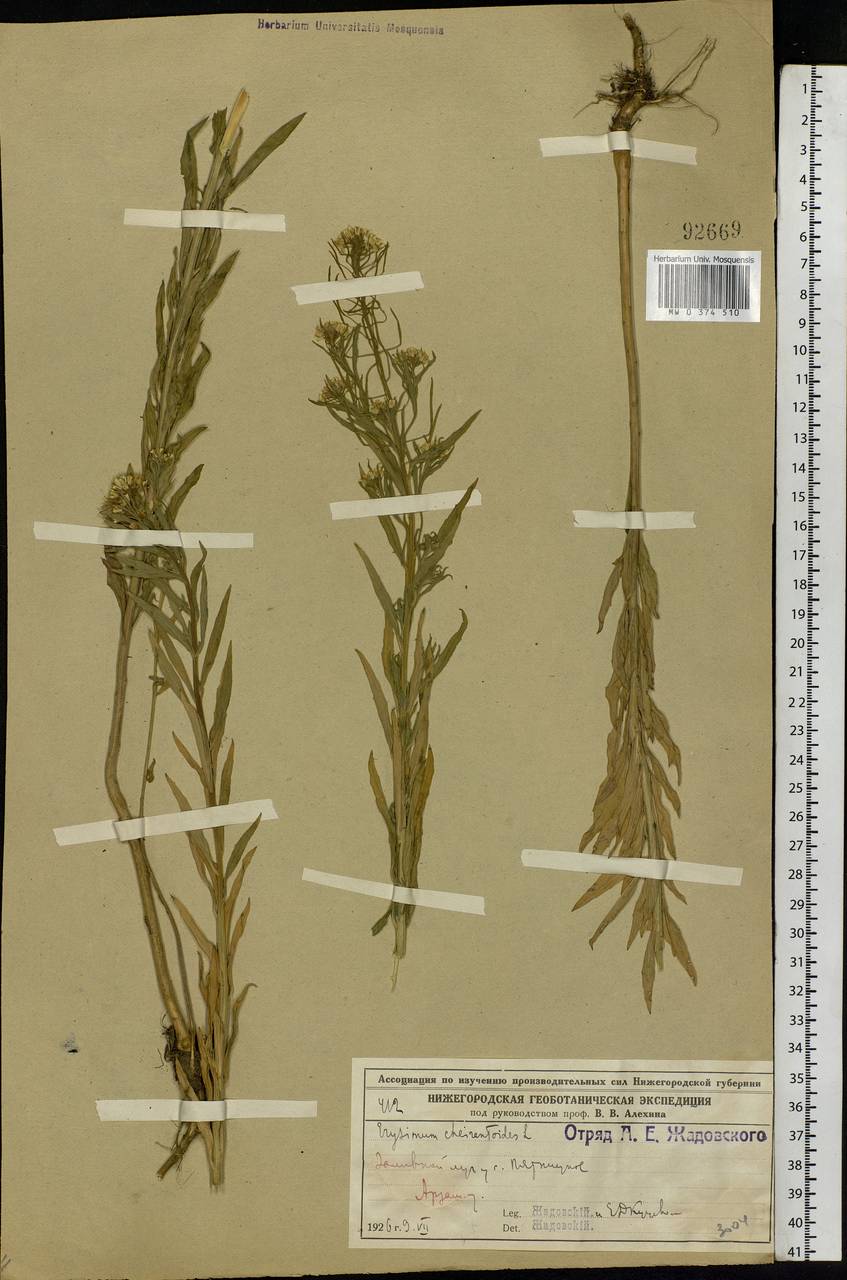 Erysimum cheiranthoides L., Eastern Europe, Volga-Kama region (E7) (Russia)