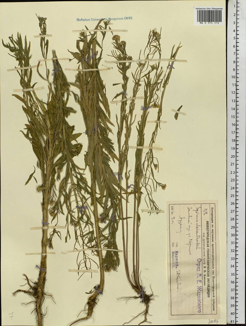 Erysimum cheiranthoides L., Eastern Europe, Volga-Kama region (E7) (Russia)