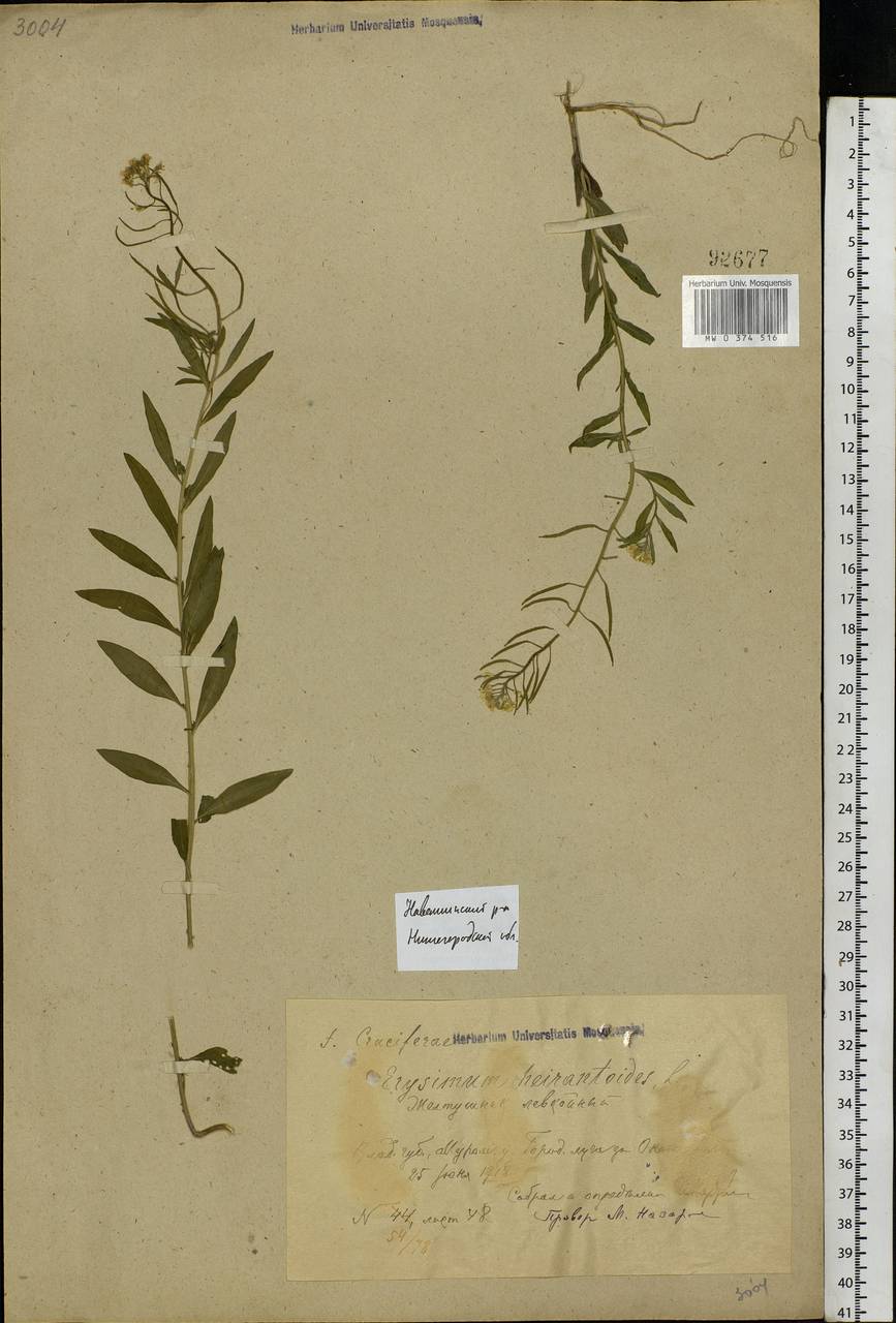 Erysimum cheiranthoides L., Eastern Europe, Volga-Kama region (E7) (Russia)