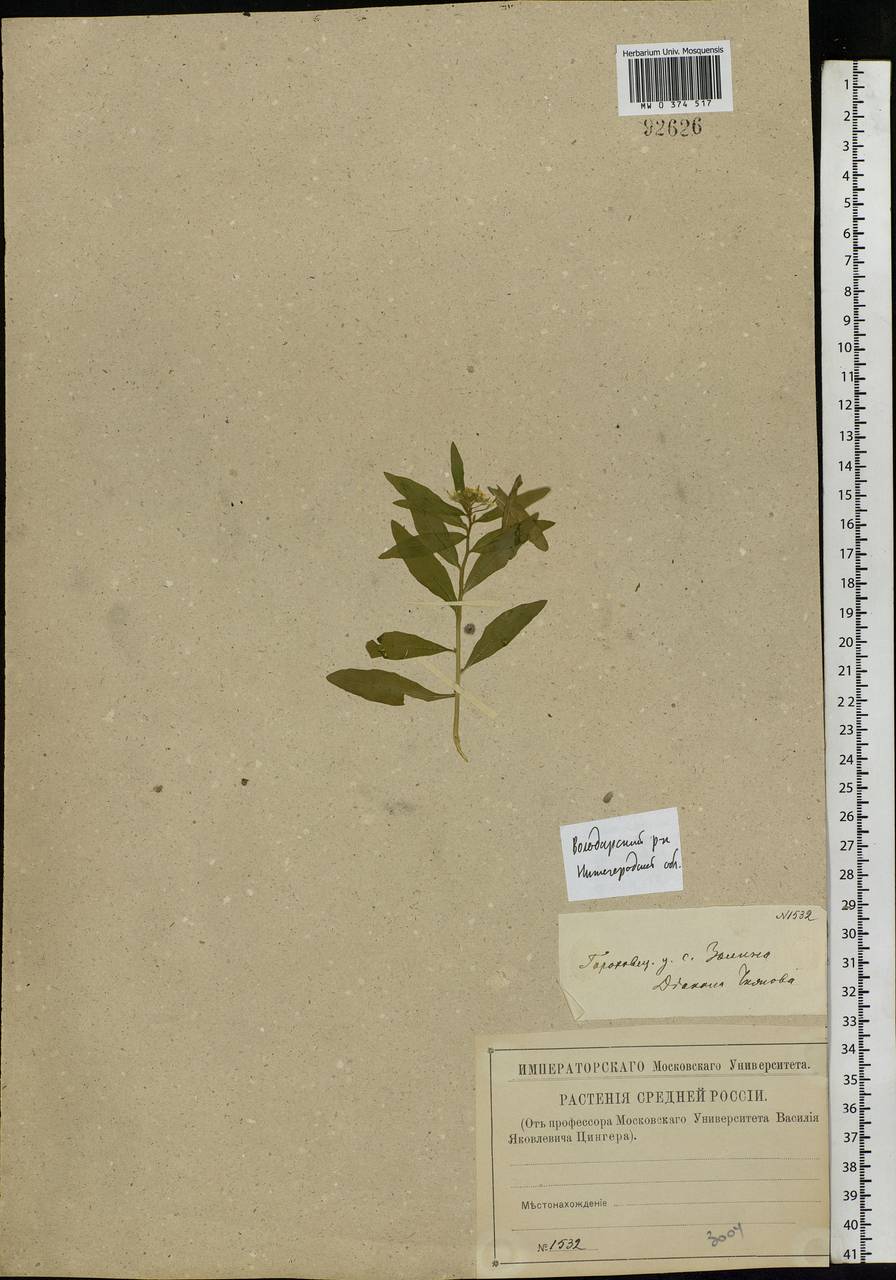 Erysimum cheiranthoides L., Eastern Europe, Volga-Kama region (E7) (Russia)