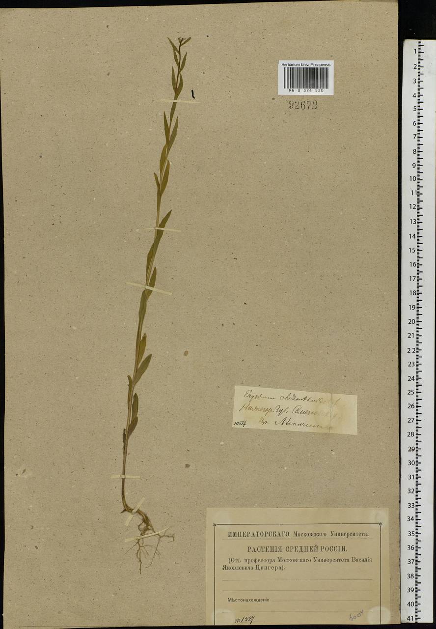 Erysimum cheiranthoides L., Eastern Europe, Volga-Kama region (E7) (Russia)