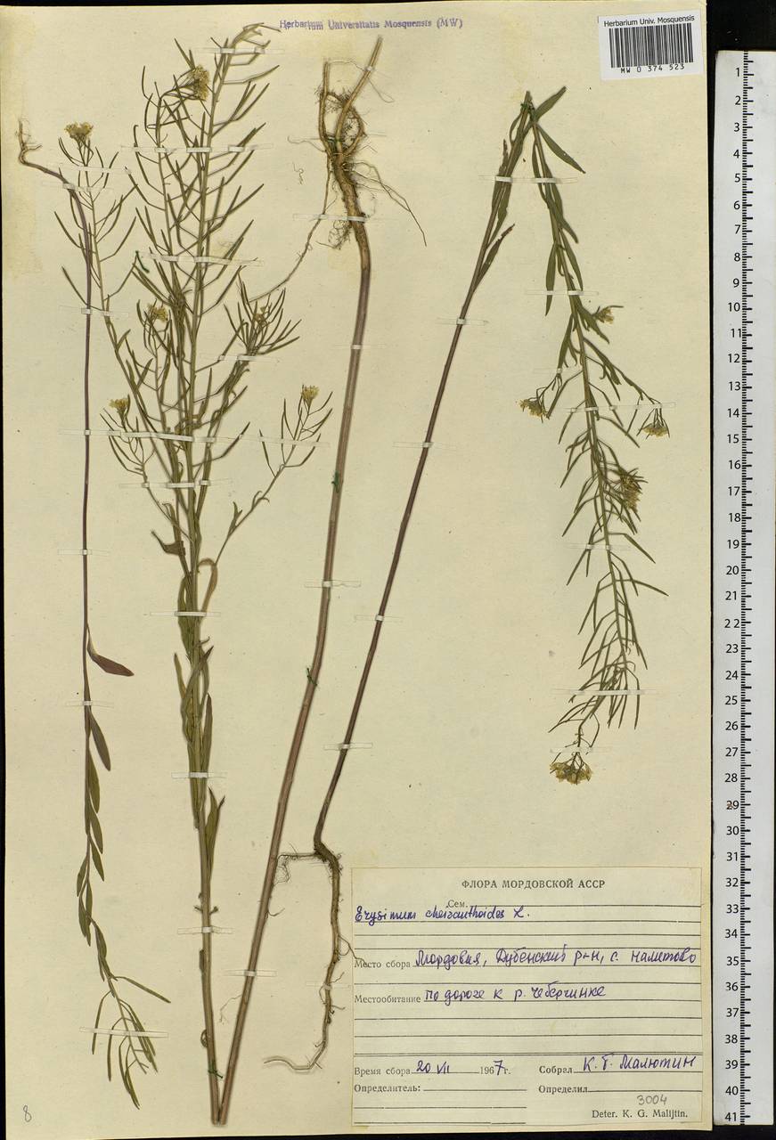 Erysimum cheiranthoides L., Eastern Europe, Middle Volga region (E8) (Russia)