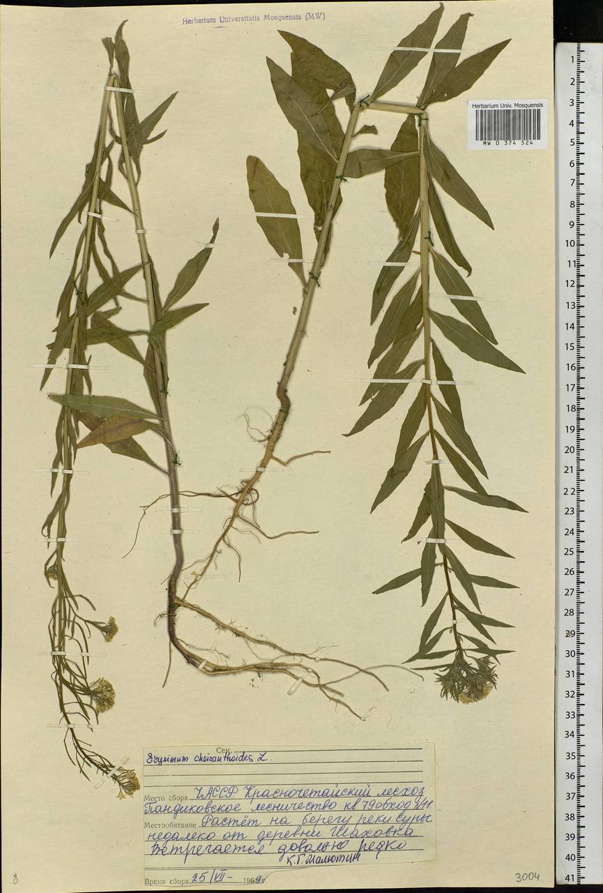 Erysimum cheiranthoides L., Eastern Europe, Middle Volga region (E8) (Russia)