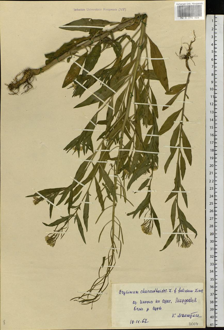 Erysimum cheiranthoides L., Eastern Europe, Middle Volga region (E8) (Russia)
