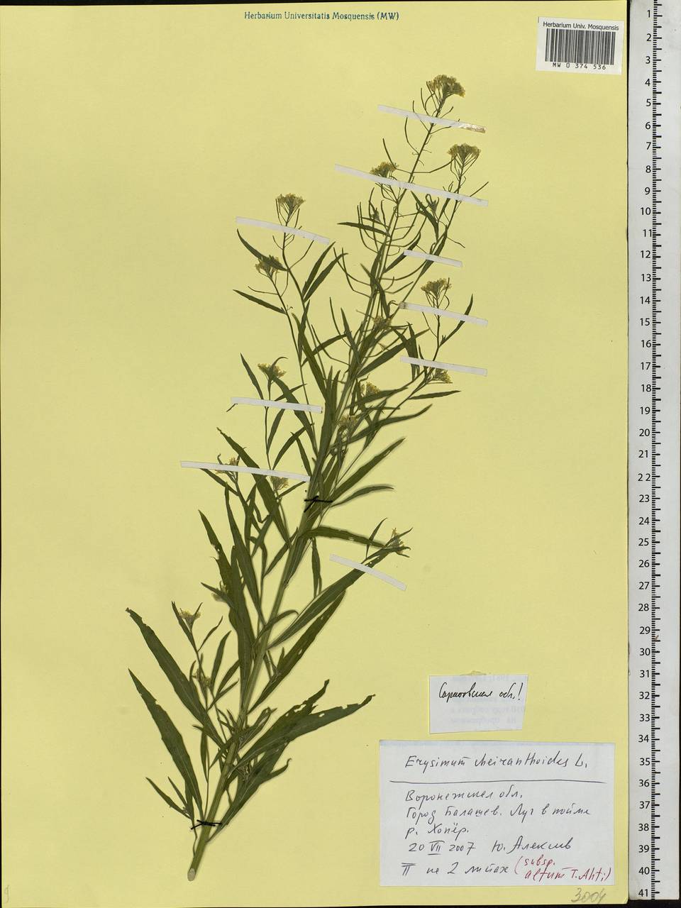 Erysimum cheiranthoides L., Eastern Europe, Lower Volga region (E9) (Russia)