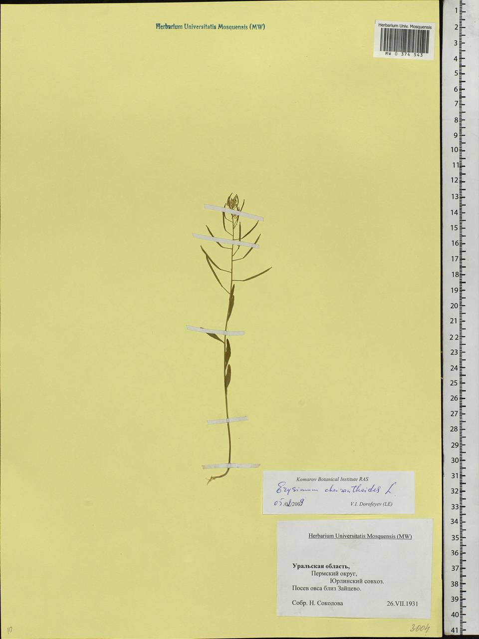 Erysimum cheiranthoides L., Eastern Europe, Eastern region (E10) (Russia)