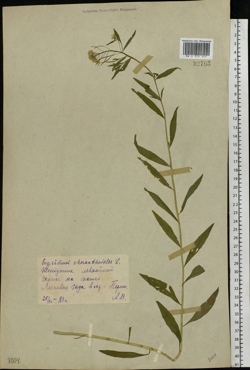 Erysimum cheiranthoides L., Eastern Europe, Eastern region (E10) (Russia)