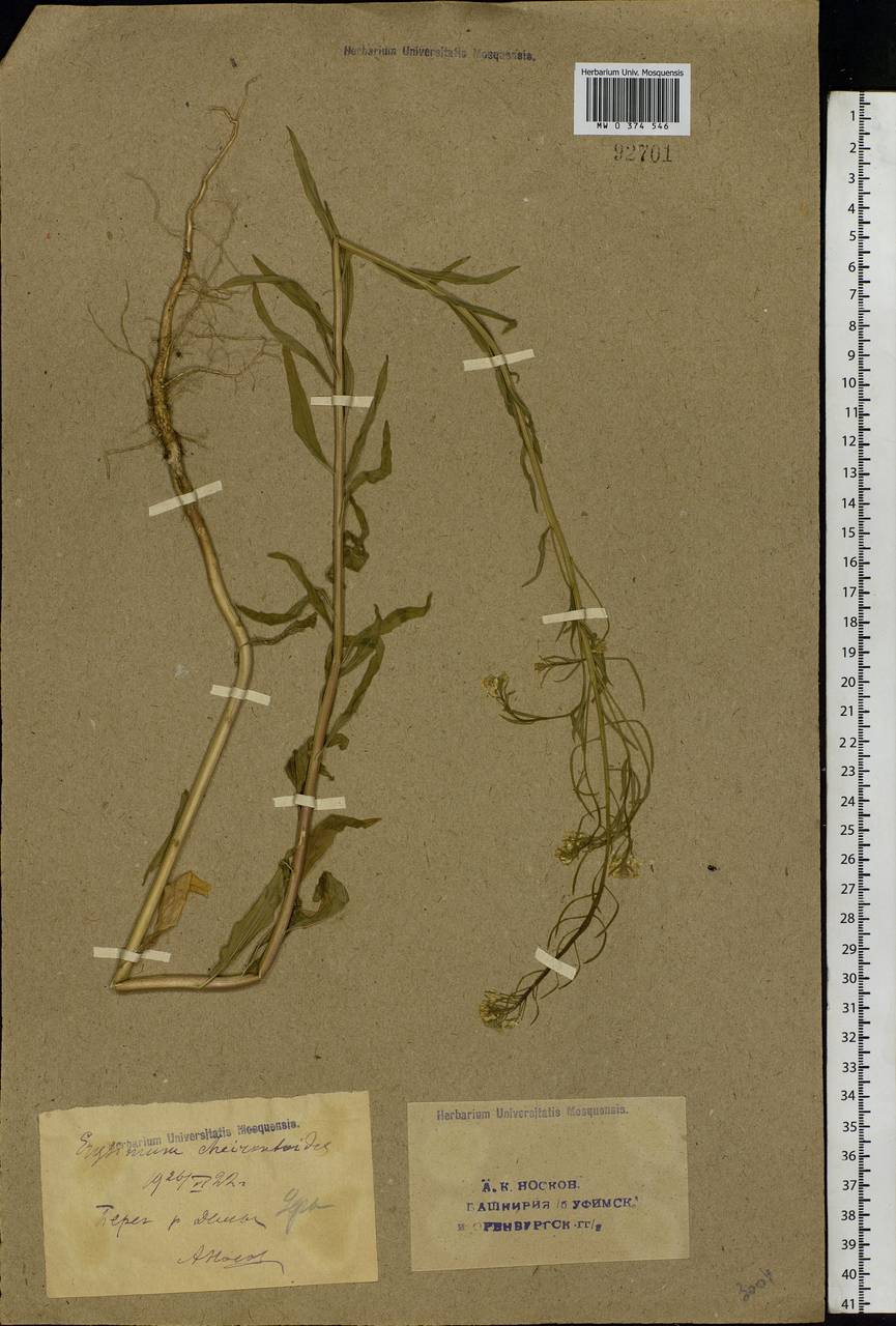 Erysimum cheiranthoides L., Eastern Europe, Eastern region (E10) (Russia)