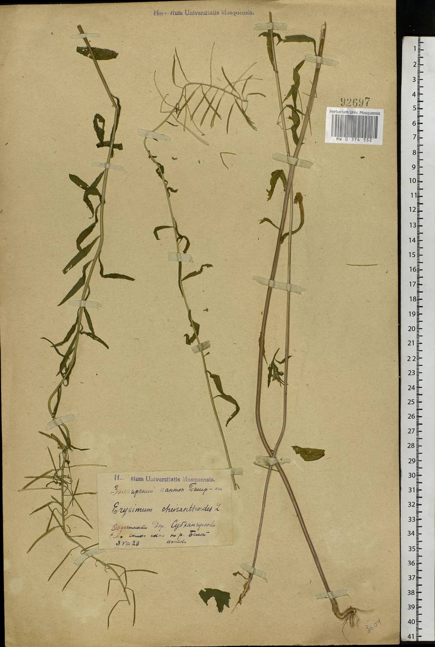 Erysimum cheiranthoides L., Eastern Europe, Eastern region (E10) (Russia)