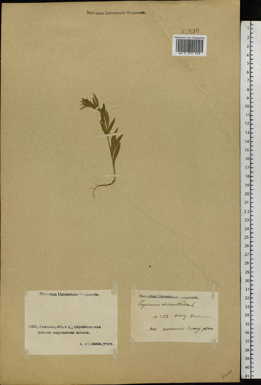 Erysimum cheiranthoides L., Middle Asia, Caspian Ustyurt & Northern Aralia (M8) (Kazakhstan)