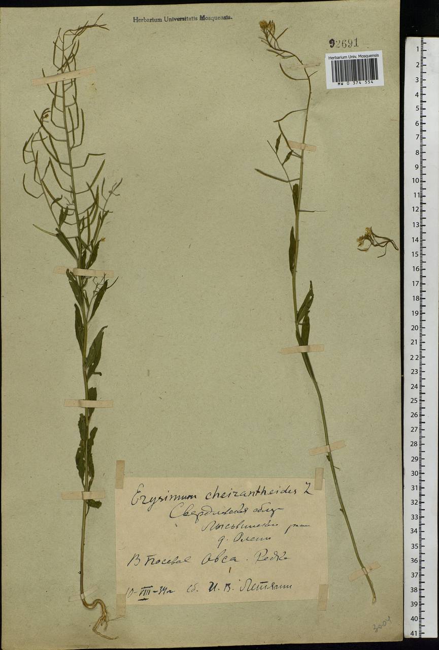Erysimum cheiranthoides L., Eastern Europe, Eastern region (E10) (Russia)