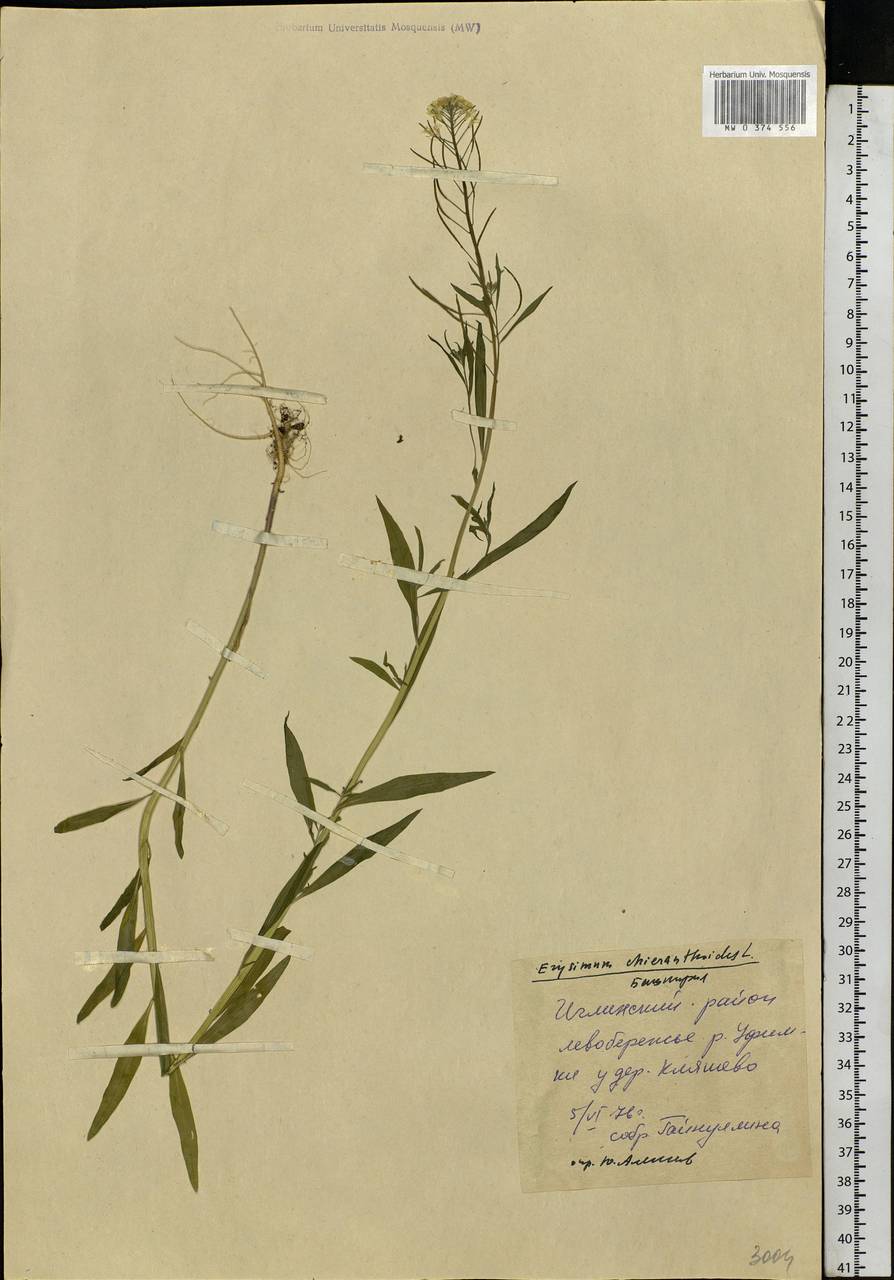 Erysimum cheiranthoides L., Eastern Europe, Eastern region (E10) (Russia)