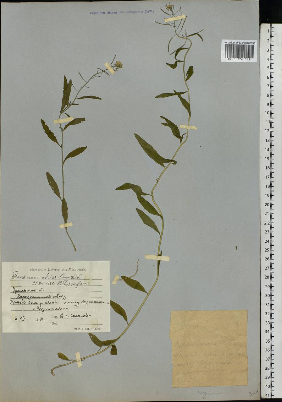 Erysimum cheiranthoides L., Eastern Europe, Eastern region (E10) (Russia)