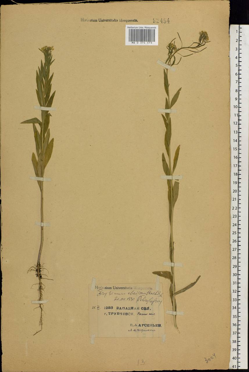 Erysimum cheiranthoides L., Eastern Europe, Western region (E3) (Russia)