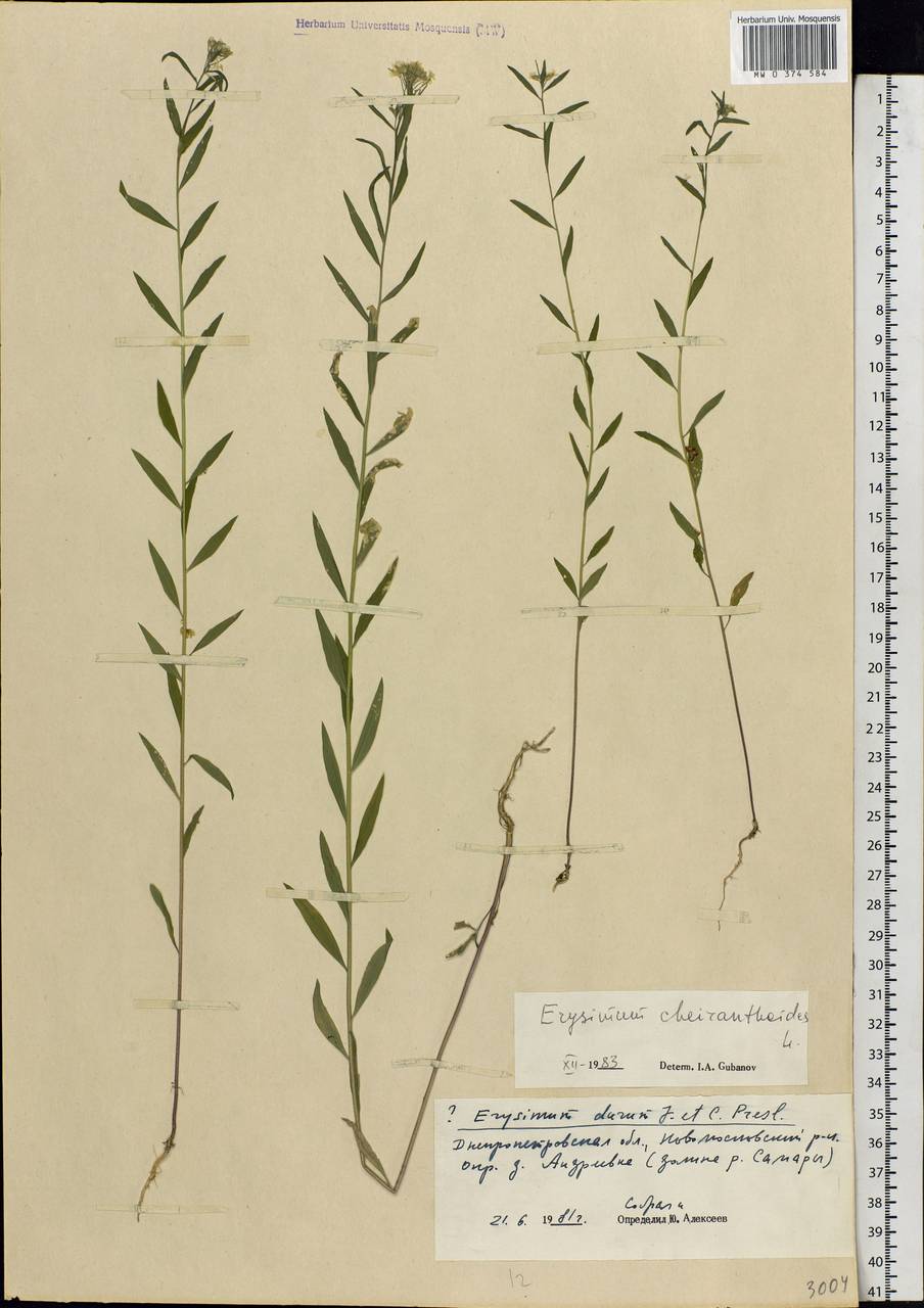 Erysimum cheiranthoides L., Eastern Europe, South Ukrainian region (E12) (Ukraine)