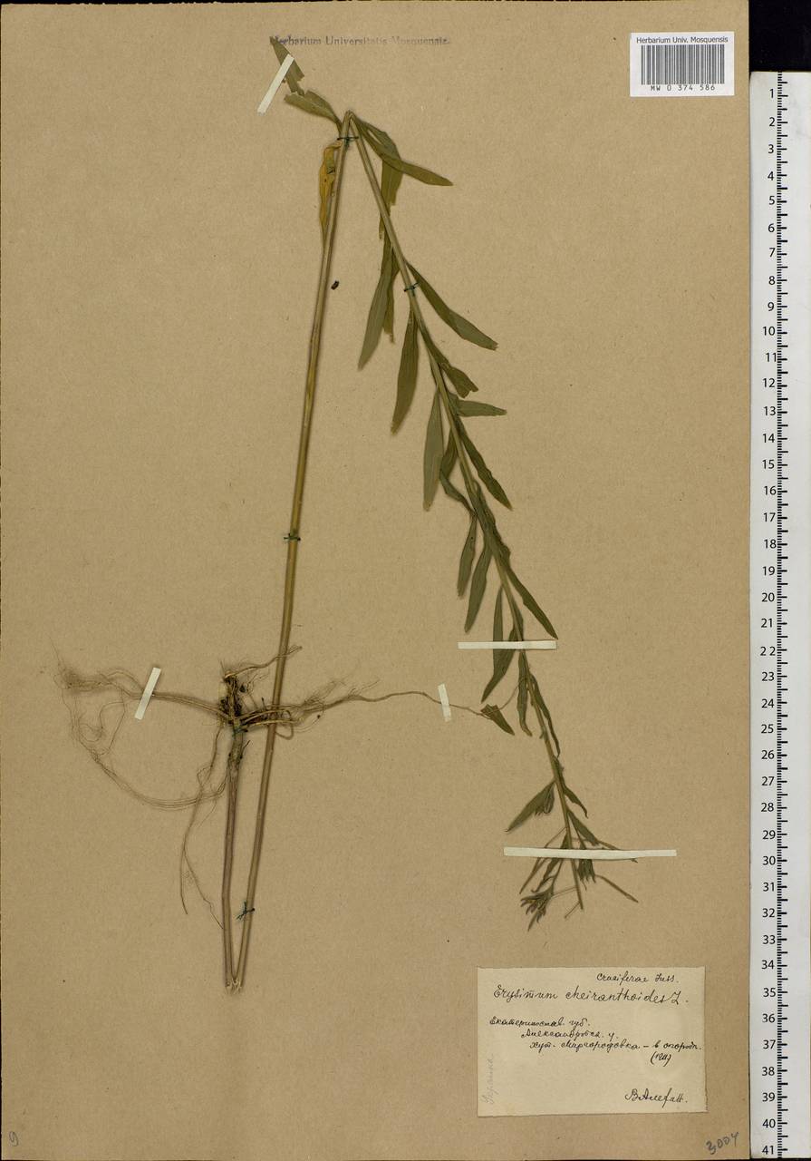 Erysimum cheiranthoides L., Eastern Europe, South Ukrainian region (E12) (Ukraine)