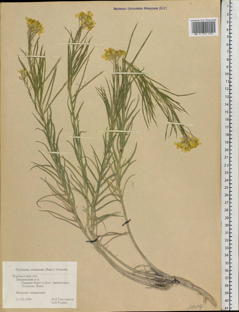 Erysimum quadrangulum Desf., Eastern Europe, Central forest-and-steppe region (E6) (Russia)