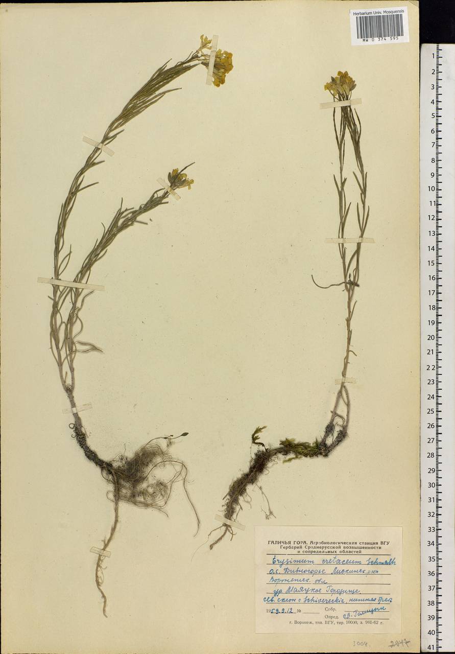 Erysimum quadrangulum Desf., Eastern Europe, Central forest-and-steppe region (E6) (Russia)