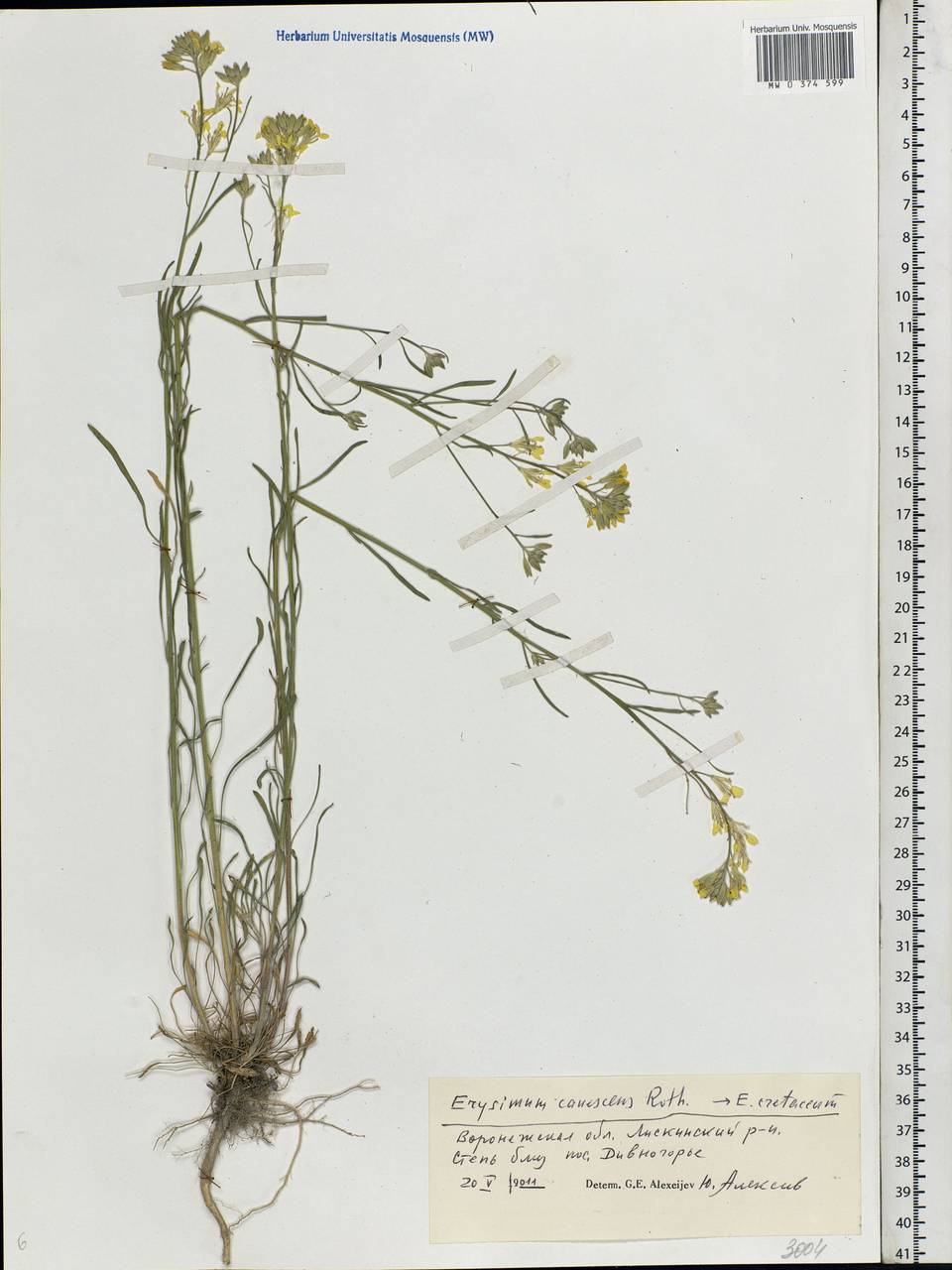 Erysimum quadrangulum Desf., Eastern Europe, Central forest-and-steppe region (E6) (Russia)