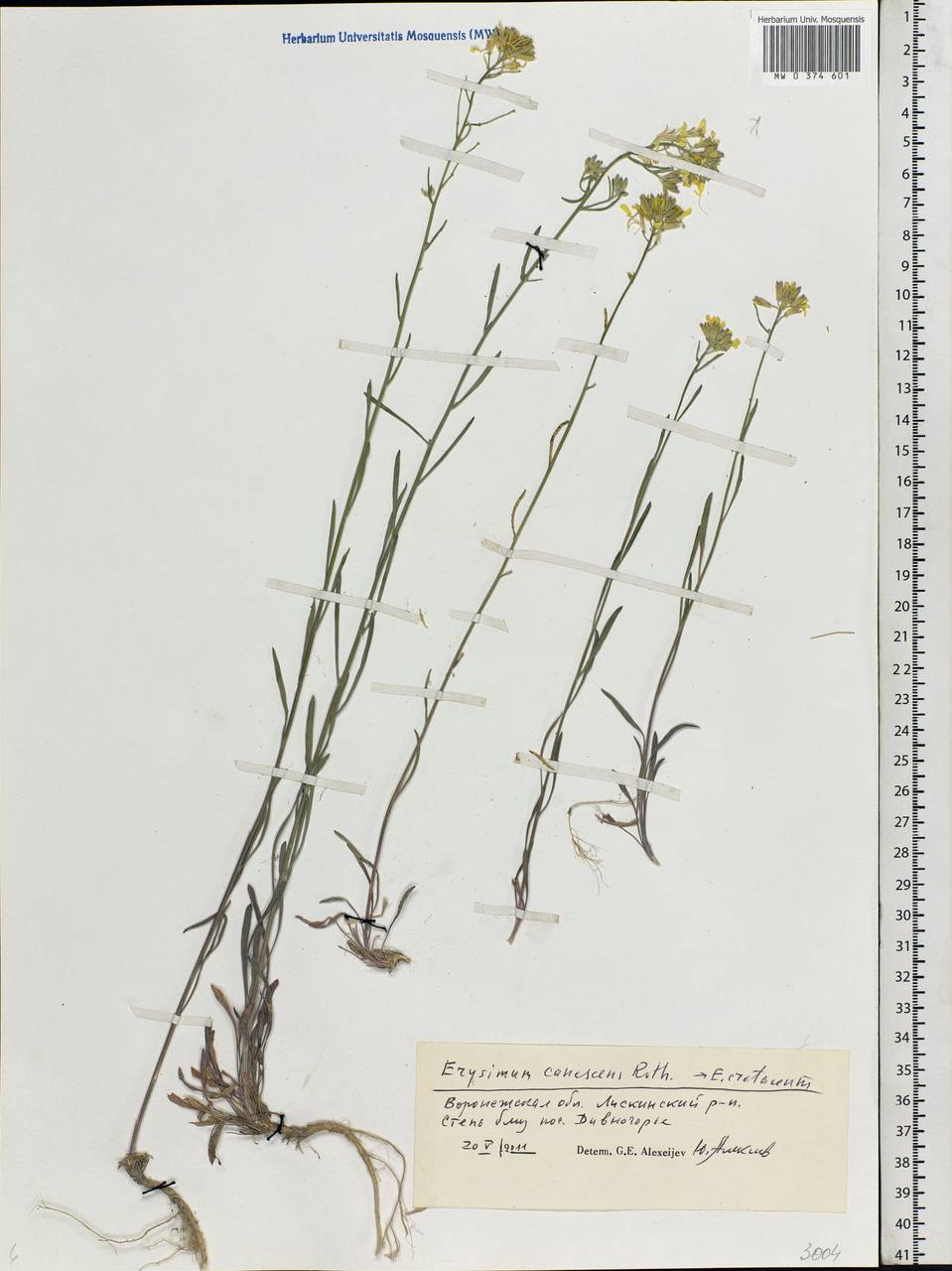 Erysimum quadrangulum Desf., Eastern Europe, Central forest-and-steppe region (E6) (Russia)