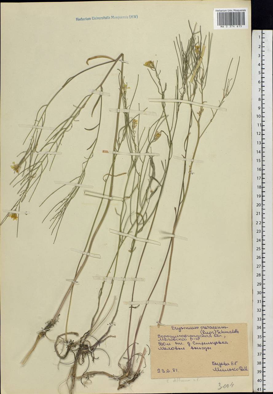 Erysimum quadrangulum Desf., Eastern Europe, North Ukrainian region (E11) (Ukraine)