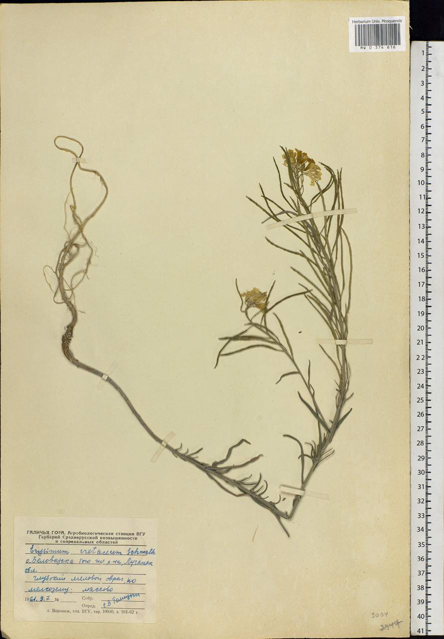 Erysimum quadrangulum Desf., Eastern Europe, North Ukrainian region (E11) (Ukraine)