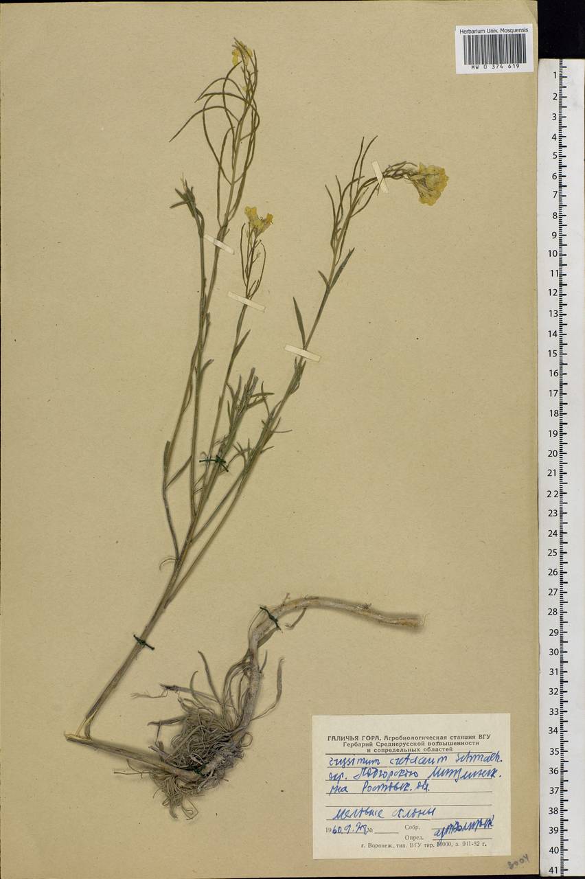 Erysimum quadrangulum Desf., Eastern Europe, Rostov Oblast (E12a) (Russia)