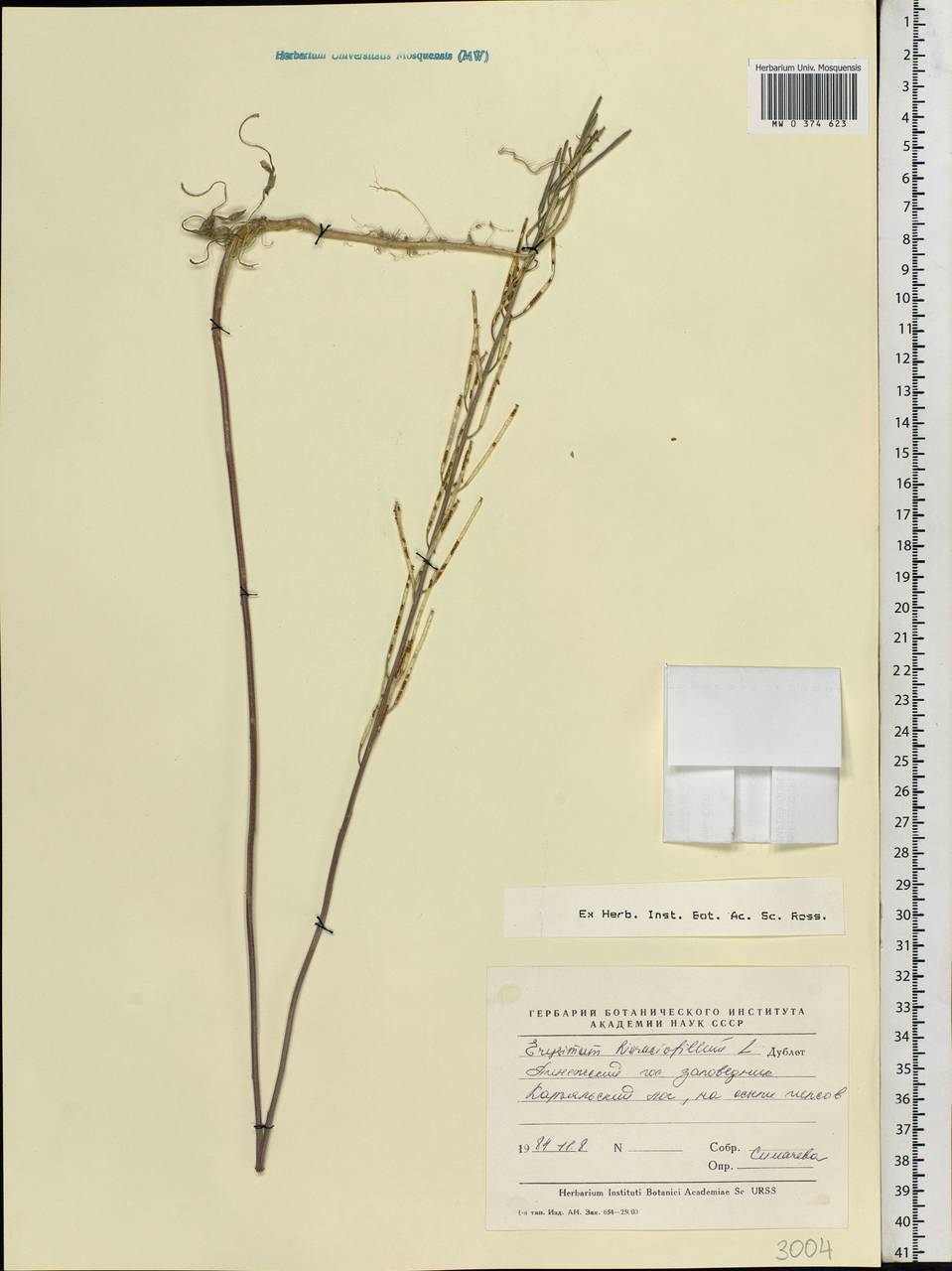 Erysimum odoratum Ehrh., Eastern Europe, Northern region (E1) (Russia)