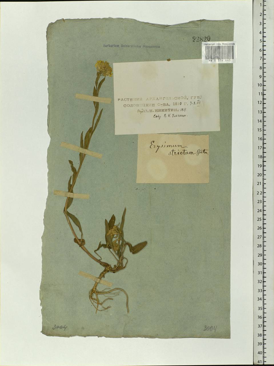 Erysimum hieraciifolium L., Eastern Europe, Northern region (E1) (Russia)