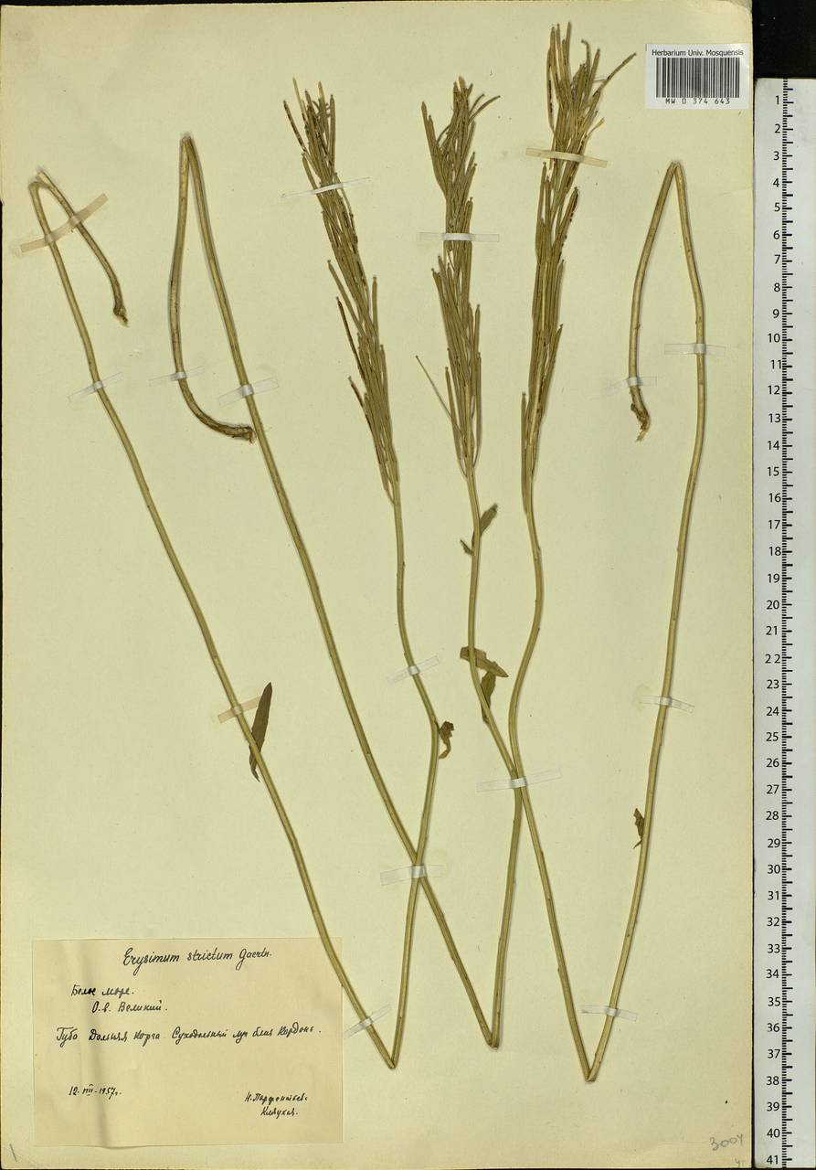 Erysimum odoratum Ehrh., Eastern Europe, Northern region (E1) (Russia)