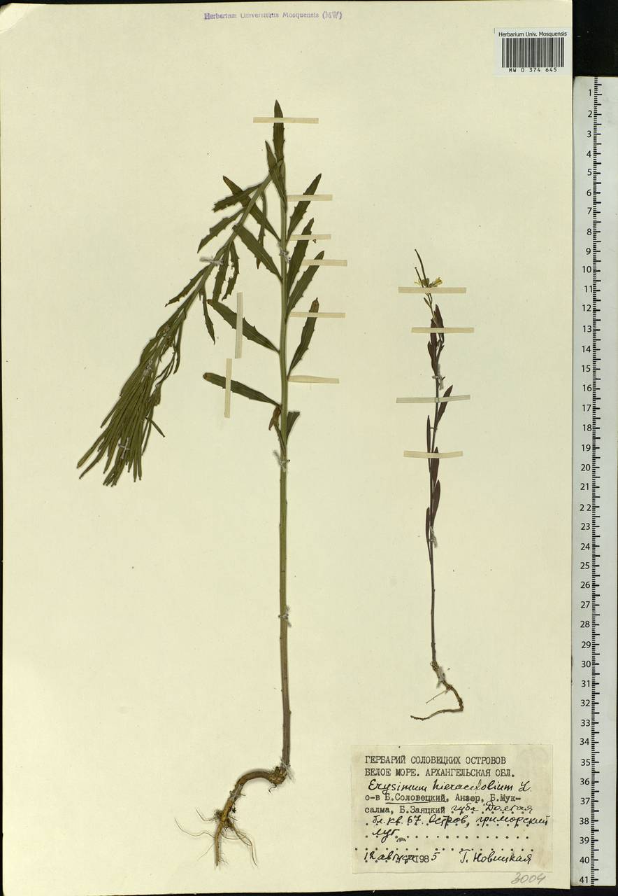 Erysimum odoratum Ehrh., Eastern Europe, Northern region (E1) (Russia)