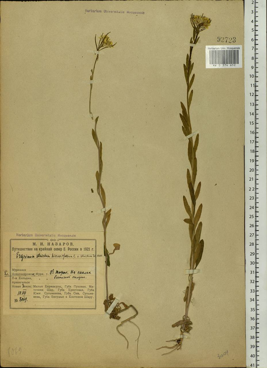 Erysimum odoratum Ehrh., Eastern Europe, Northern region (E1) (Russia)