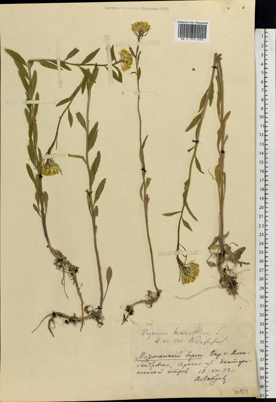 Erysimum odoratum Ehrh., Eastern Europe, Northern region (E1) (Russia)