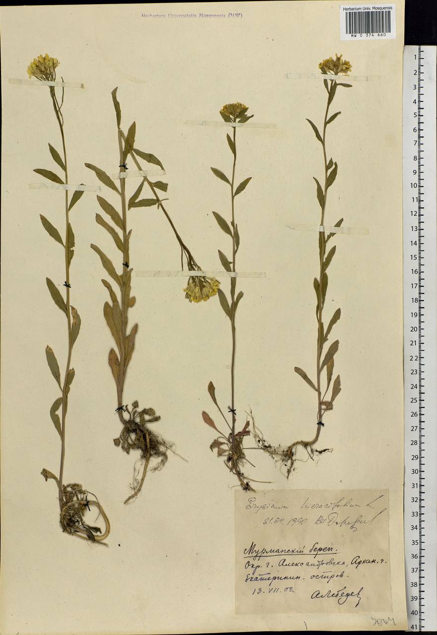 Erysimum odoratum Ehrh., Eastern Europe, Northern region (E1) (Russia)