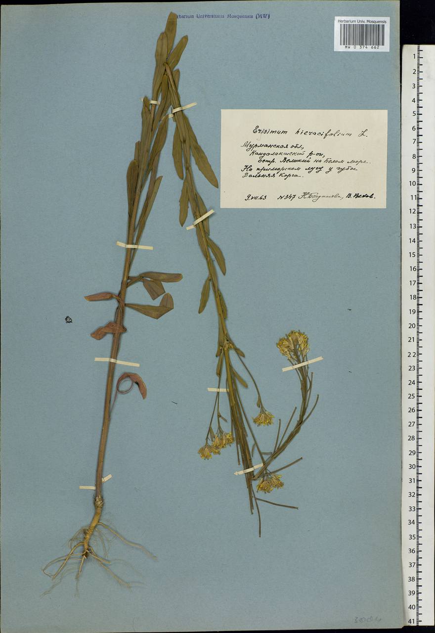 Erysimum odoratum Ehrh., Eastern Europe, Northern region (E1) (Russia)