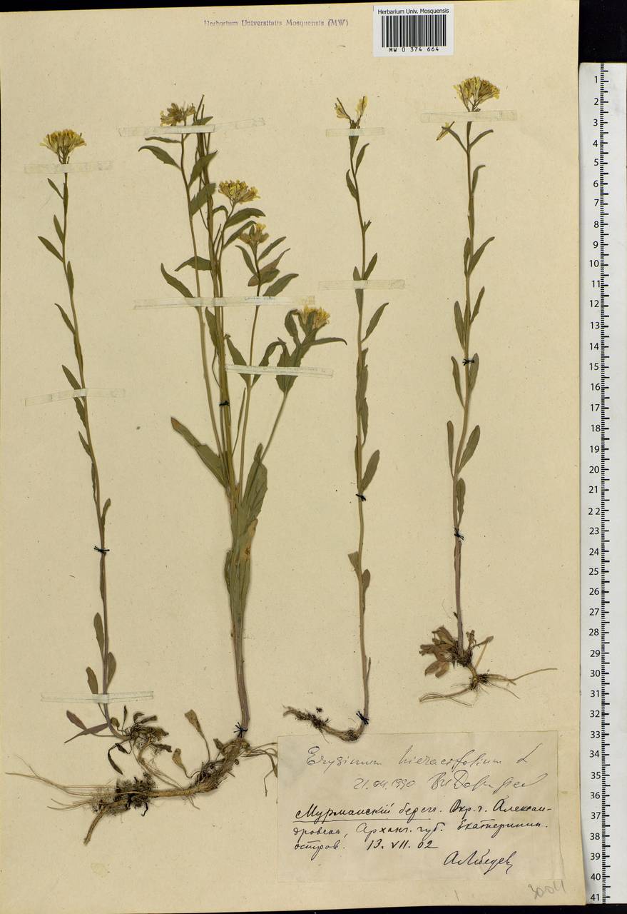 Erysimum odoratum Ehrh., Eastern Europe, Northern region (E1) (Russia)