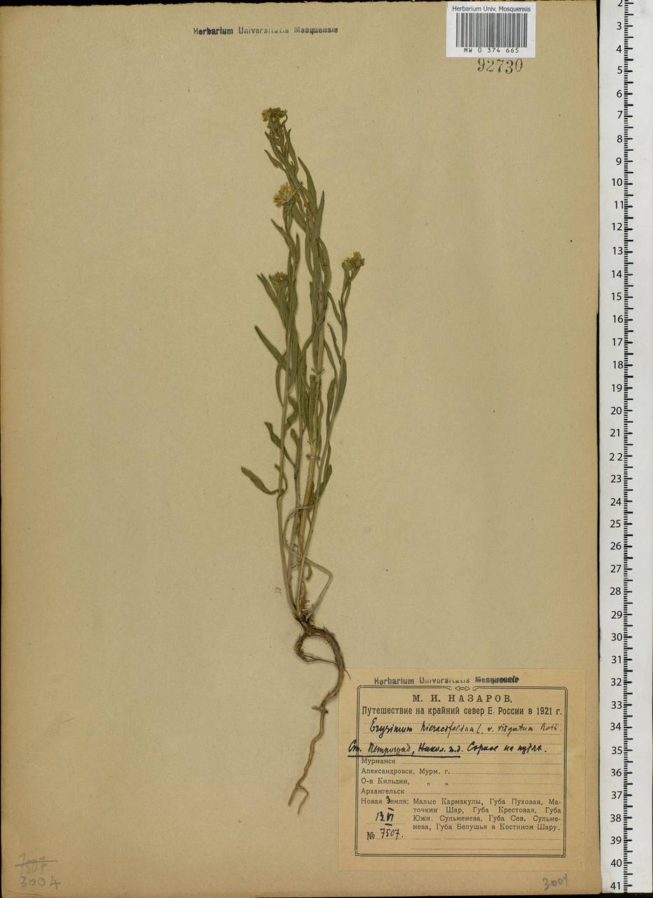 Erysimum odoratum Ehrh., Eastern Europe, North-Western region (E2) (Russia)
