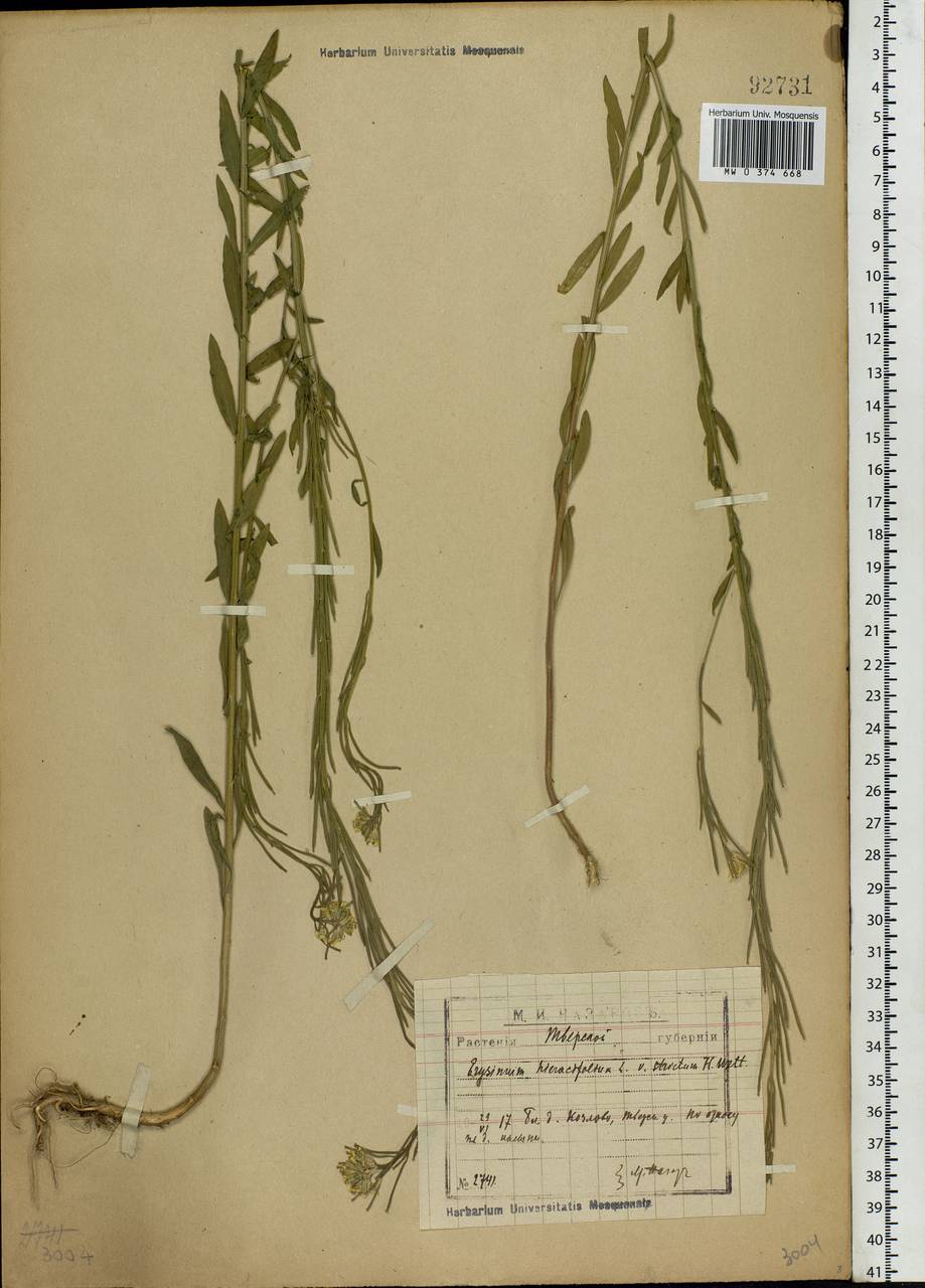 Erysimum odoratum Ehrh., Eastern Europe, North-Western region (E2) (Russia)