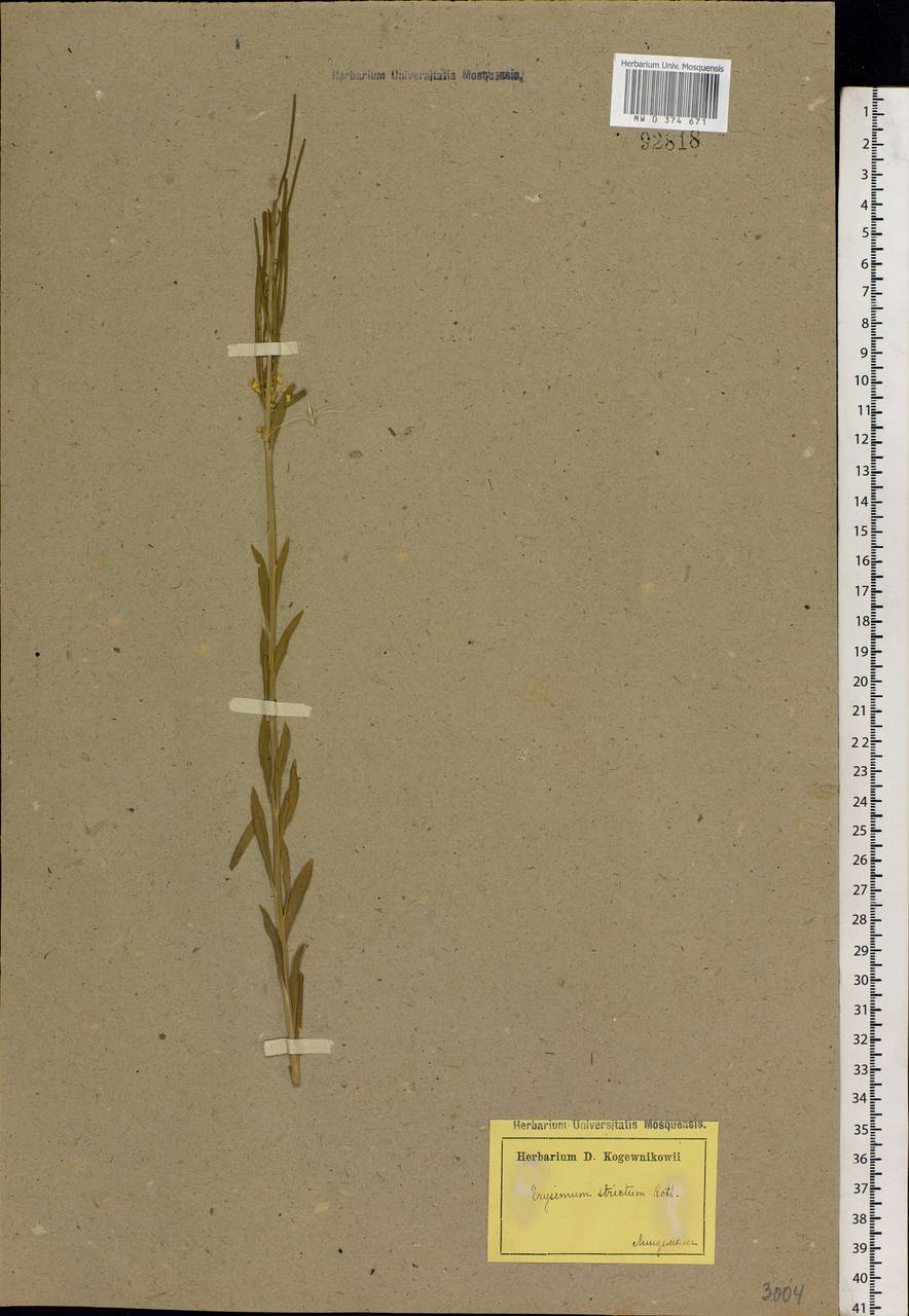 Erysimum odoratum Ehrh., Eastern Europe, Estonia (E2c) (Estonia)