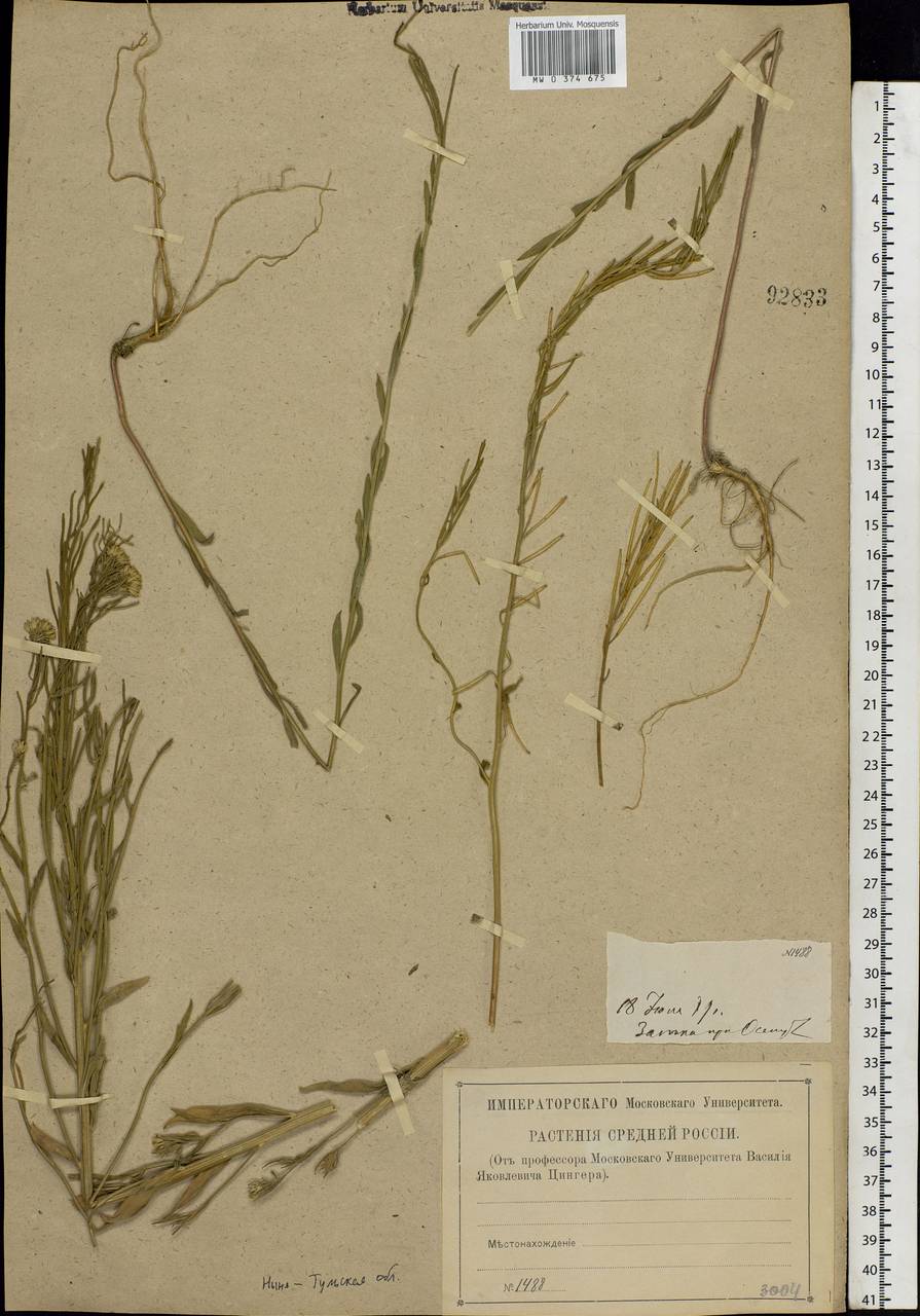 Erysimum odoratum Ehrh., Eastern Europe, Central region (E4) (Russia)