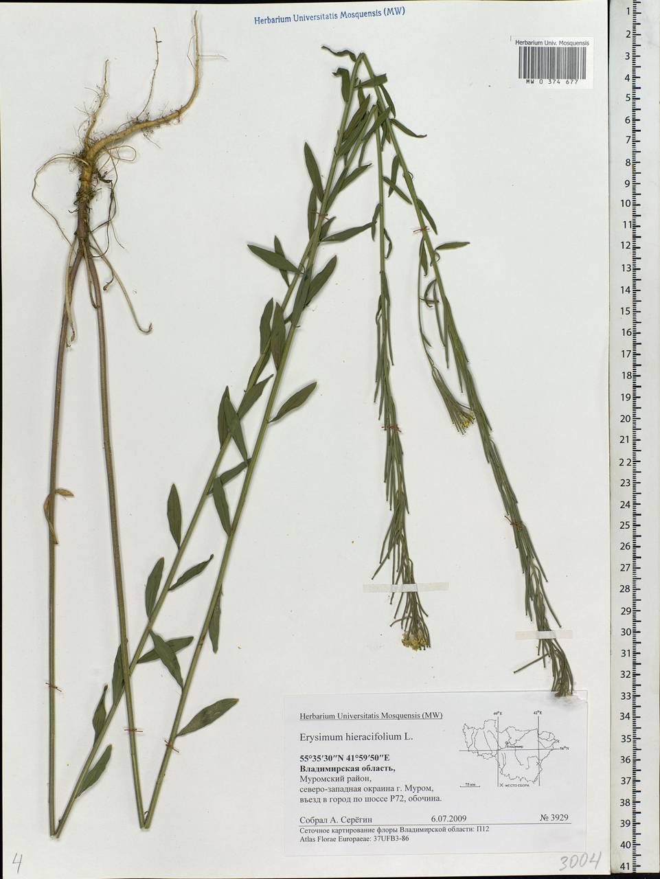 Erysimum odoratum Ehrh., Eastern Europe, Central region (E4) (Russia)